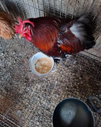Gallo cocincina