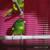 N.2 Kakariki Femmine