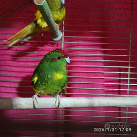 N.2 Kakariki Femmine