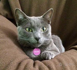 Gatto certosino