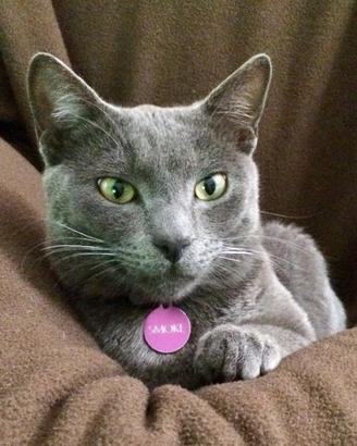 Gatto certosino