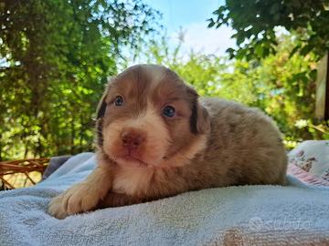 Cuccioli di pastore australiano australian shepher