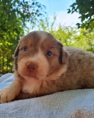 Cuccioli di pastore australiano australian shepher