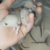 Cuccioli di ratto (mamma siamese)