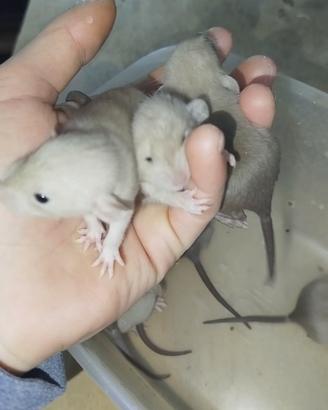 Cuccioli di ratto (mamma siamese)