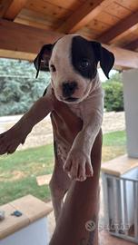 cuccioli di amstaff