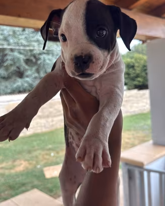cuccioli di amstaff