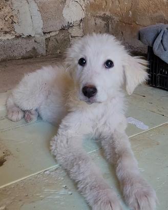 Batuffolo bianco