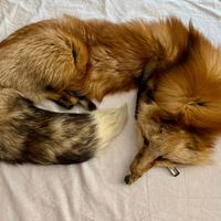 Scaldacollo in pelle di volpe 