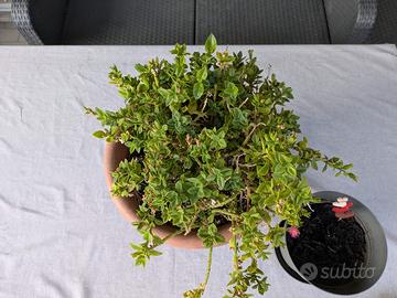 pianta erba cristallina 