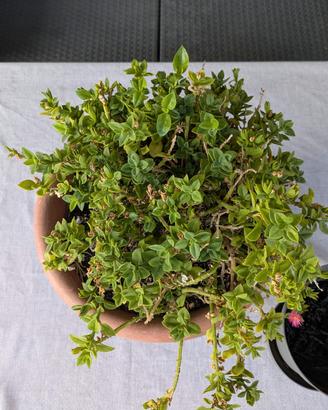 pianta erba cristallina 