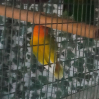 Gabbia con Pappagalli inseparabili