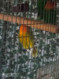 Gabbia con Pappagalli inseparabili