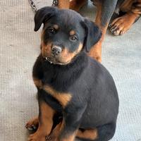 Cucciolo rottweiler