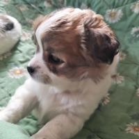 Disponibile maschio chihuahua