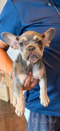 Super prezzo per cucciola di bulldog francese