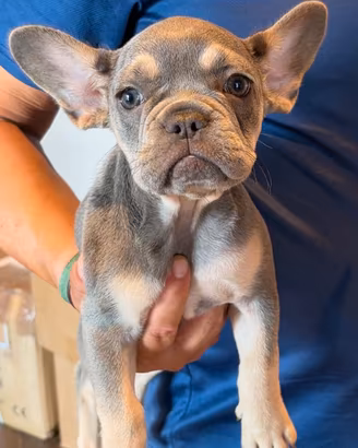 Super prezzo per cucciola di bulldog francese
