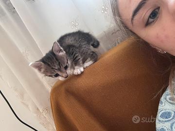 Gattini di un mese e mezzo