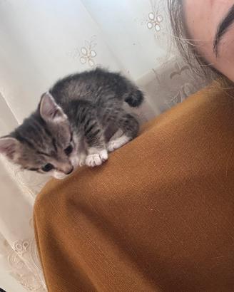 Gattini di un mese e mezzo