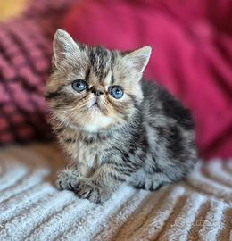 Gattina exotic con pedigree Enfi