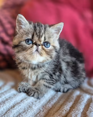Gattina exotic con pedigree Enfi