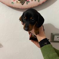 Bassotti nani tedeschi