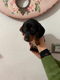 Bassotti nani tedeschi