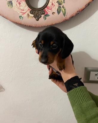 Bassotti nani tedeschi