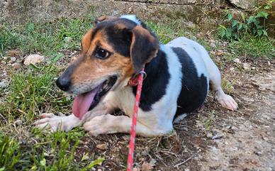 Ugo jack russel 4 anni
