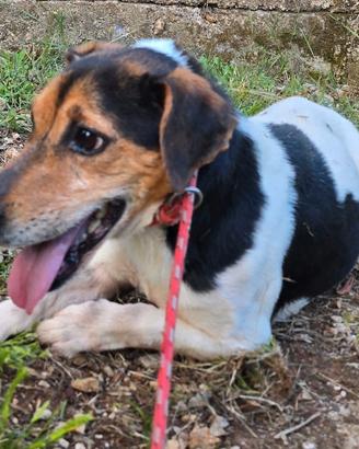 Ugo jack russel 4 anni
