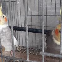 Pappagalli calopsite