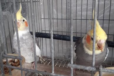 Pappagalli calopsite