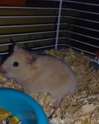 Cuccioli di criceti