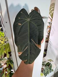 Anthurium Dark & Handsome X Red Velvet Cake DocB