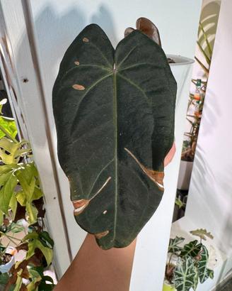 Anthurium Dark & Handsome X Red Velvet Cake DocB
