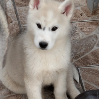 Cuccioli di husky