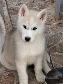 Cuccioli di husky