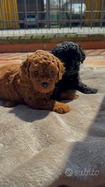 Barboncini toy red disponibili subito