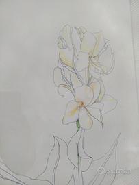 Ed Wittstein - Fiore Canna Indica 