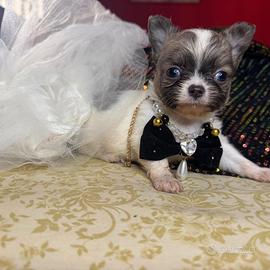 Femminuccia chihuahua pelo lungo pedigree enci