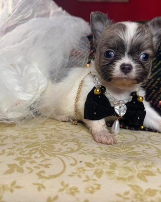 Femminuccia chihuahua pelo lungo pedigree enci
