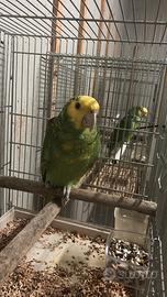 Amazzone testa gialla ed altri pappagalli