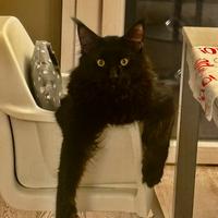 Maine Coon con pedigree per accoppiamento