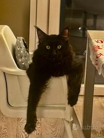 Maine Coon con pedigree per accoppiamento