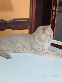 British shorthair