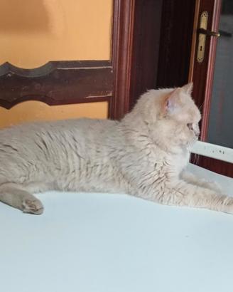 British shorthair