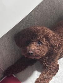 Cuccioli barboncino toy