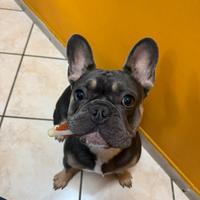 Bulldog Francese per Monta