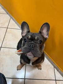 Bulldog Francese per Monta