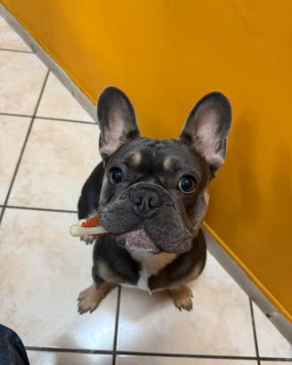 Bulldog Francese per Monta